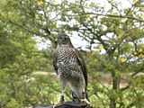 FemaleSparrowHawk.jpg image by stringerman