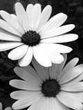 flowers.jpg